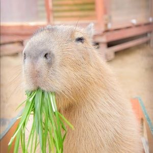 Meet your Posher, Mei